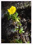 Potentilla crantziii * Alpine Cinquefoil - Cairnwell - July 1985 * 3430 x 4755 * (6.02MB)